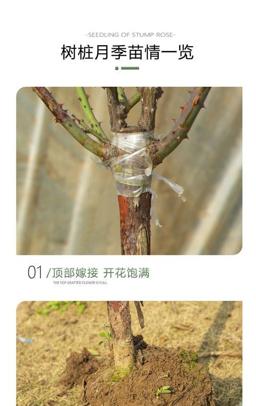 高杆月季树苗修剪技巧有哪些？修剪后如何促进生长？