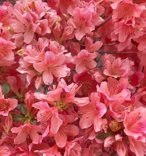 哪种花代表细心善良谨慎忠诚？花语中有哪些含义？