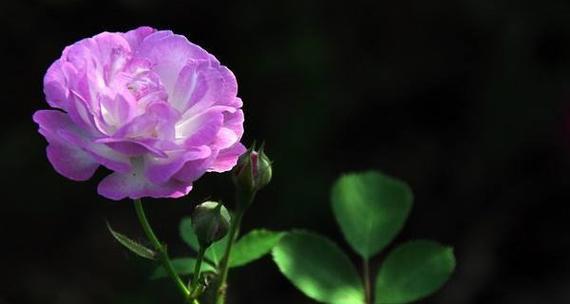 哪种花代表细心善良谨慎忠诚？花语中有哪些含义？