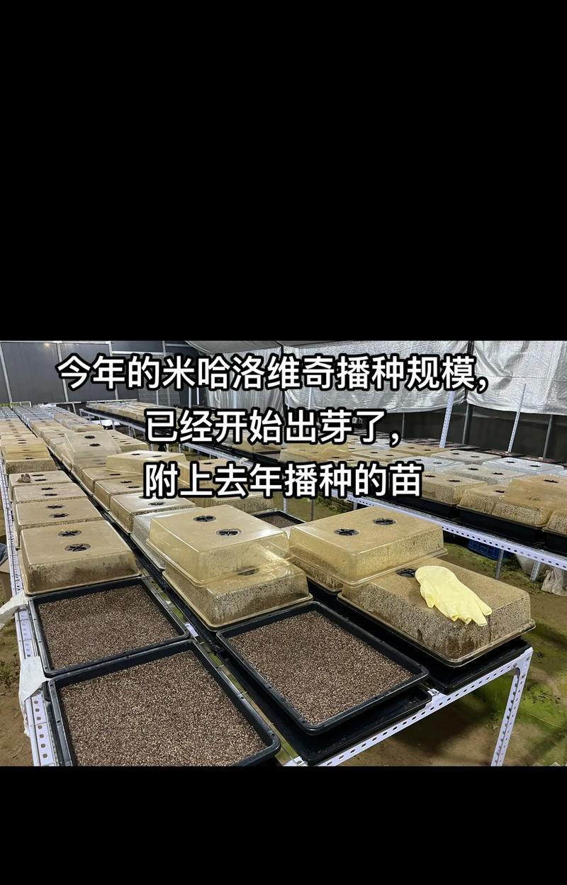 实食用仙人球种植过程中应注意什么？