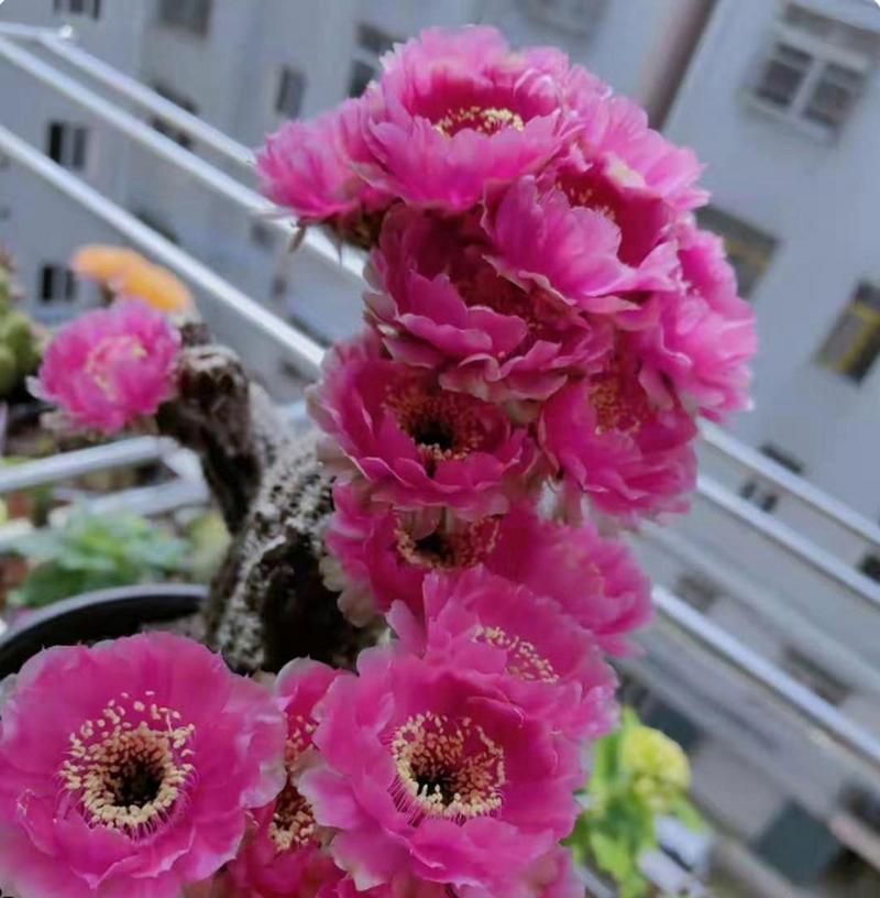 仙人掌开花需要什么条件？