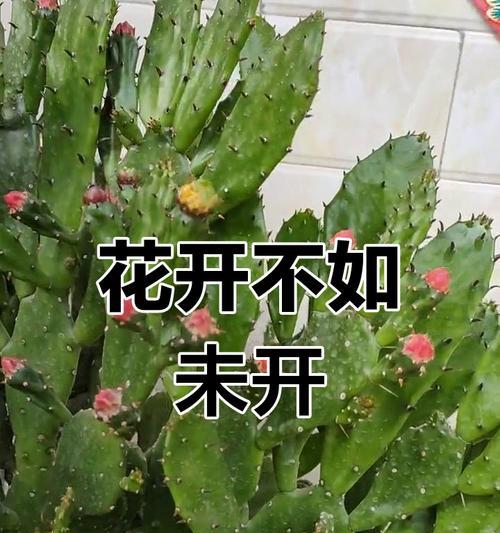 仙人掌开花需要什么条件？