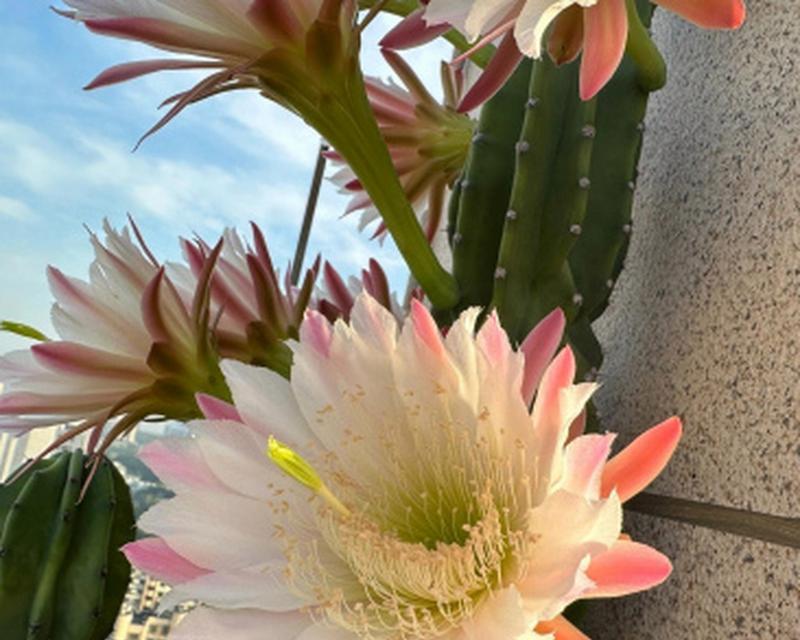 仙人掌开花需要什么条件？