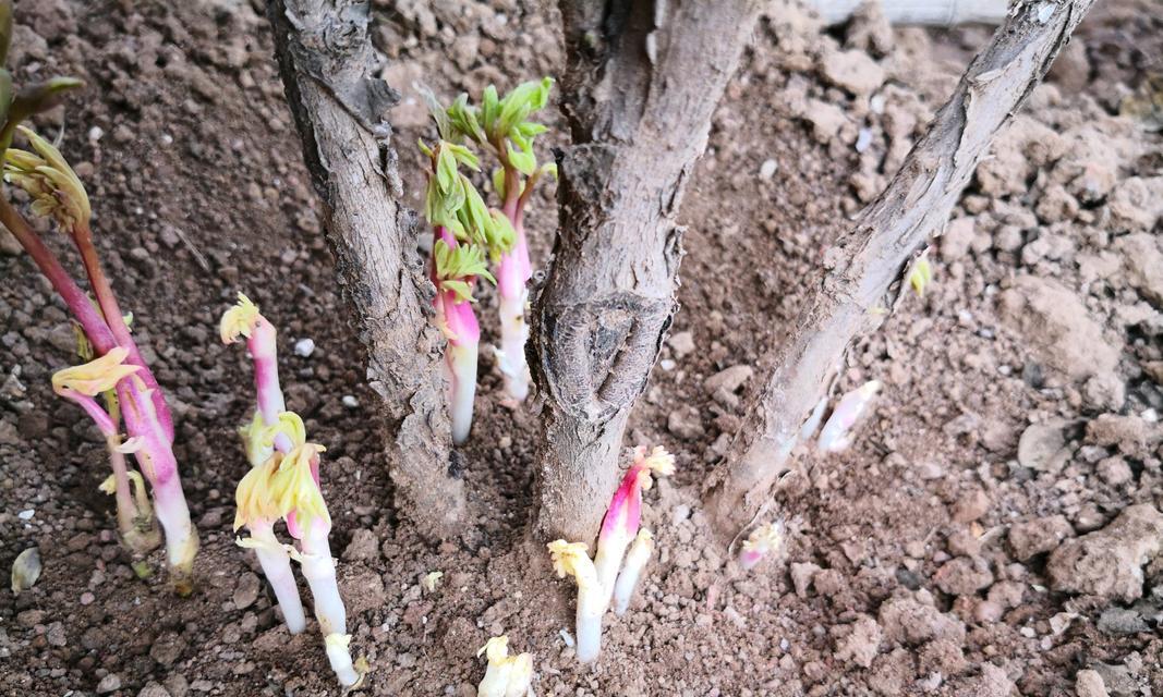 泥土种植牡丹花的方法是什么？需要注意什么？