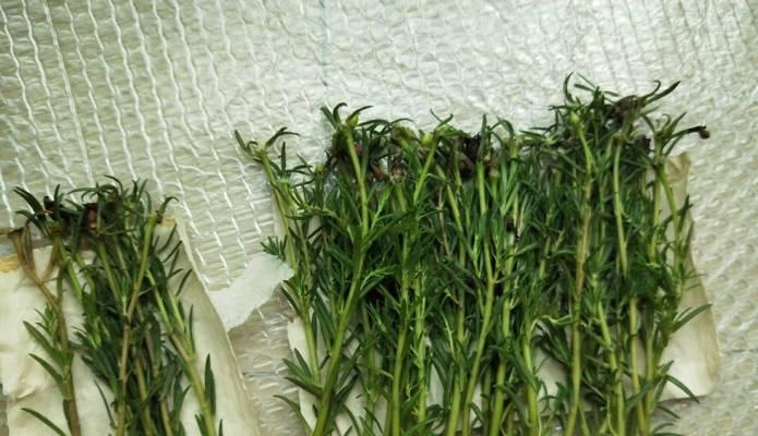 泥土种植牡丹花的方法是什么？需要注意什么？