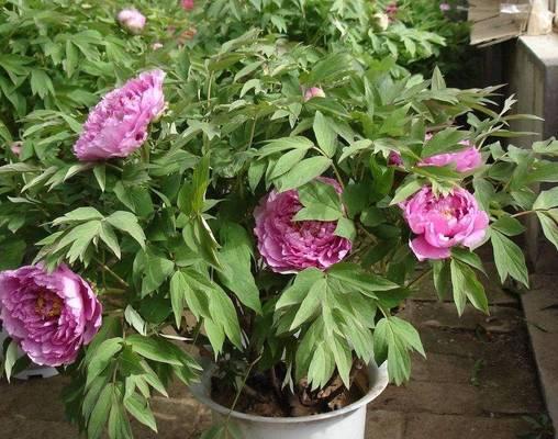 泥土种植牡丹花的方法是什么？需要注意什么？
