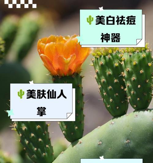 仙人掌球如何养护才能长得更大？有哪些关键步骤？