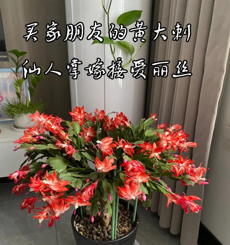 仙人掌苗养殖技巧？