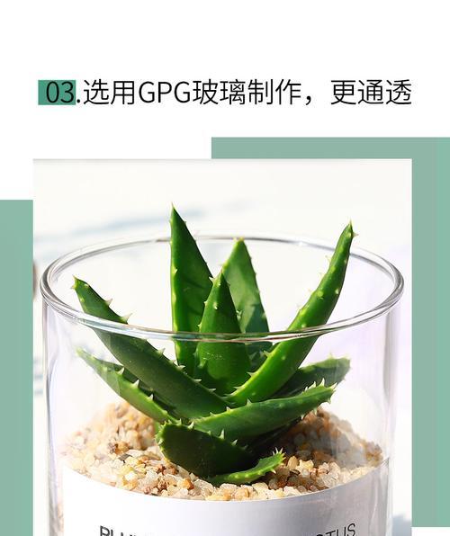 购买带盆仙人掌好吗？正确的养护步骤是什么？