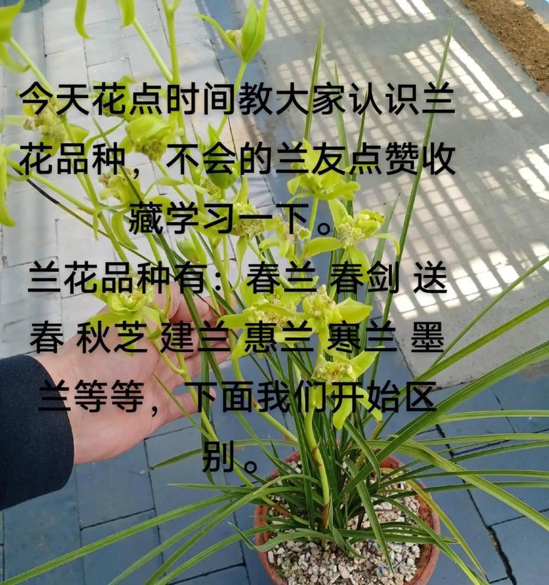 兰花的花语是什么？如何用语录表达兰花的美？