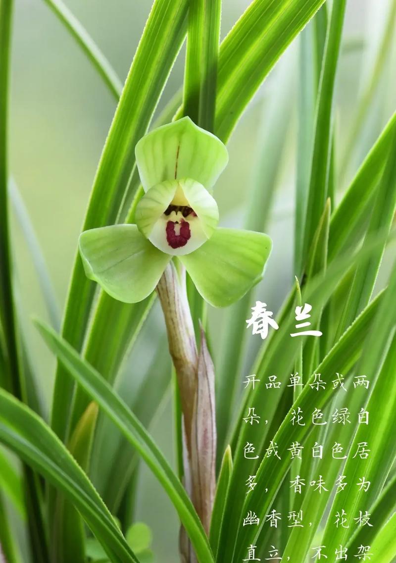 兰花的花语是什么？如何用语录表达兰花的美？