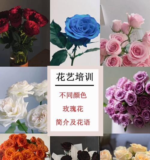 如何培育新颜色的玫瑰花？有哪些方法？
