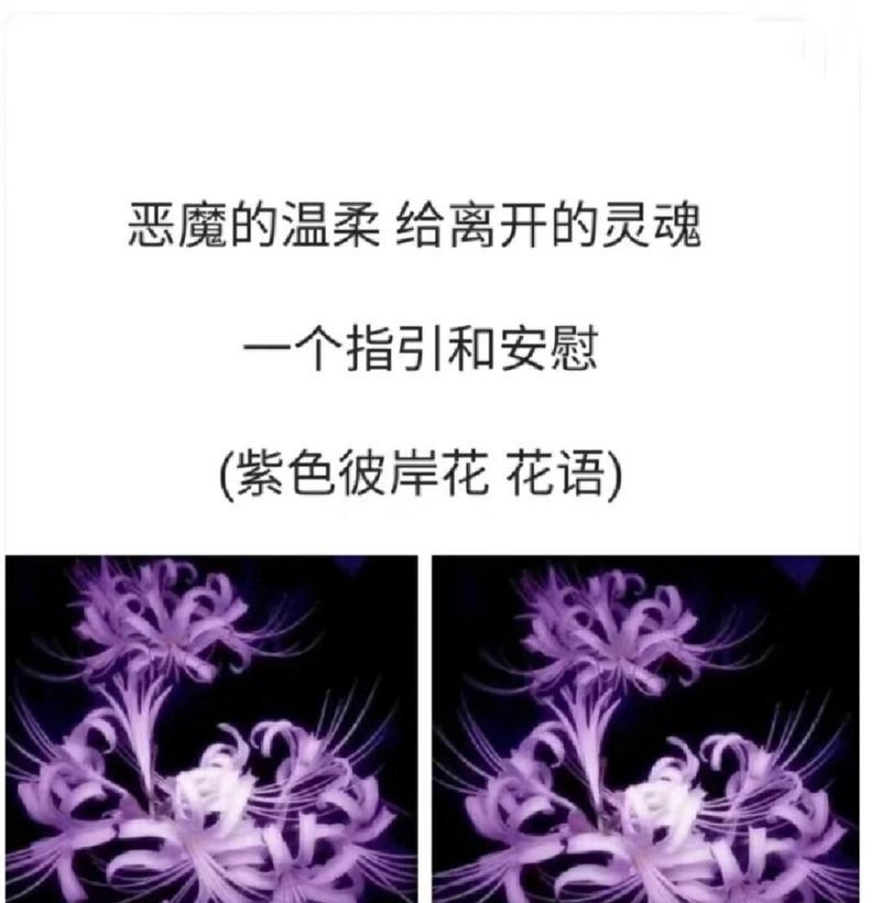 彼岸花的花语是什么？为什么这么受欢迎？