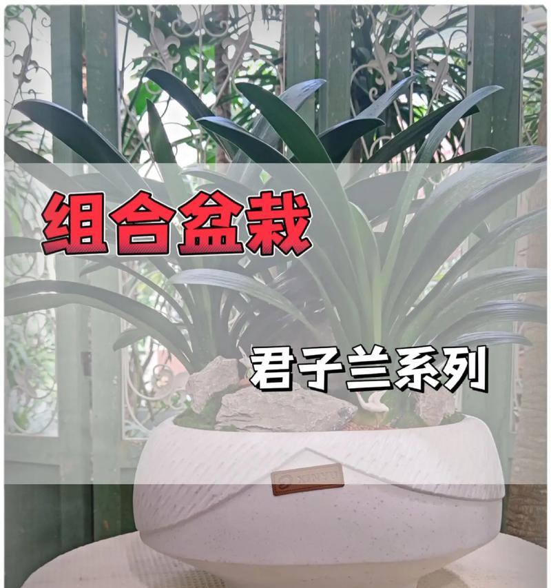 君子兰直播卖货的花盆质量如何？