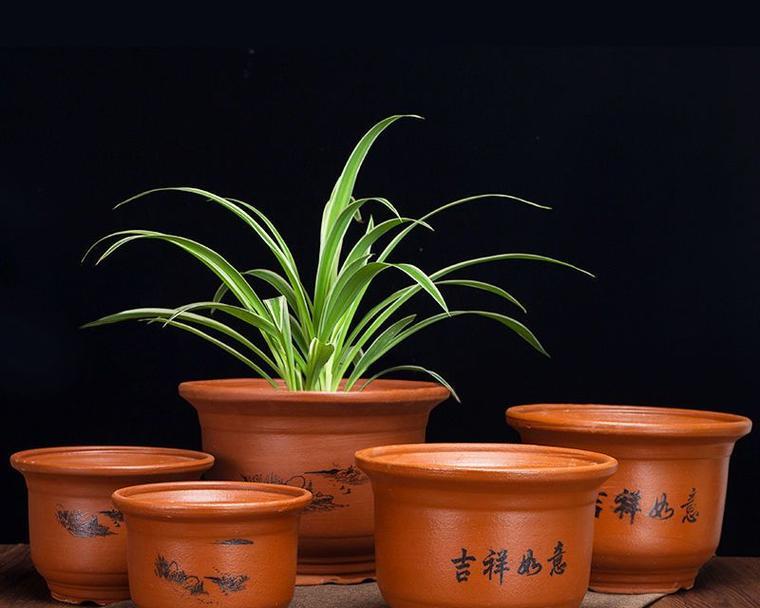 君子兰直播卖货的花盆质量如何？