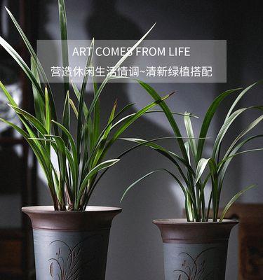 君子兰直播卖货的花盆质量如何？