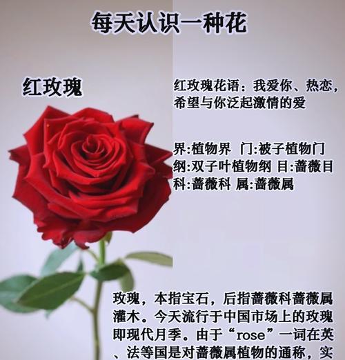 玫瑰花的反面花语有哪些含义？如何正确理解玫瑰的双重含义？