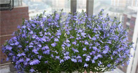 凤尾菜花语及其寓意是什么？