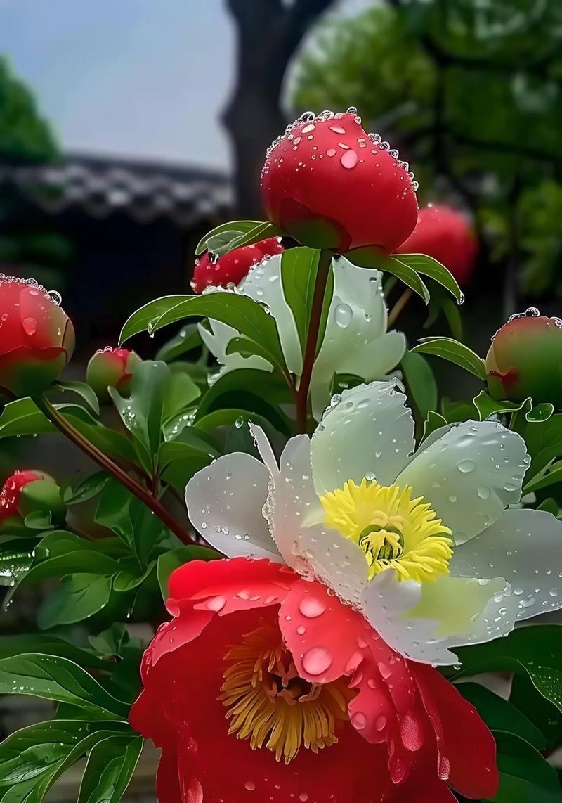 广西适合种植什么牡丹花？如何选择合适的品种？