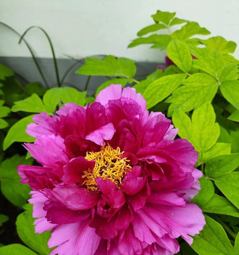广西适合种植什么牡丹花？如何选择合适的品种？