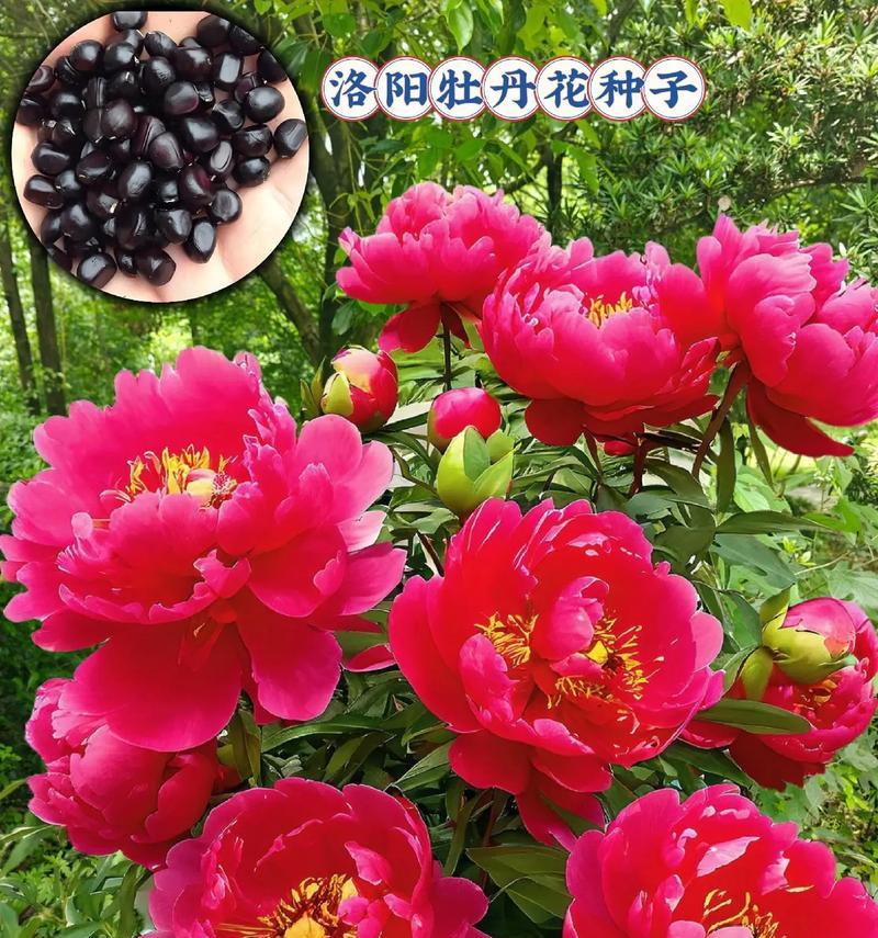 广西适合种植什么牡丹花？如何选择合适的品种？