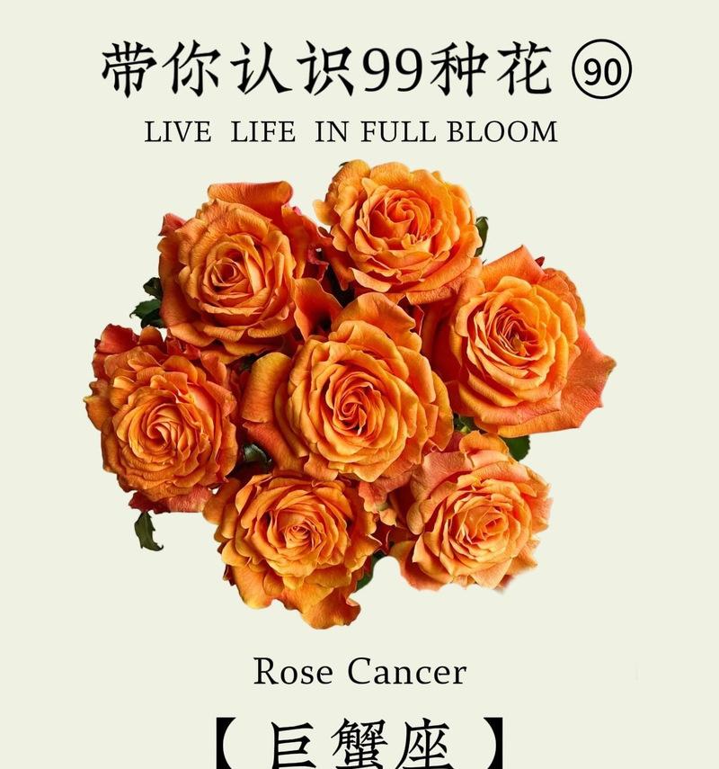 当代年轻人偏爱哪种花语？花语中蕴含了哪些现代情感？