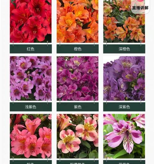 哪种花的花语代表了叛逆？
