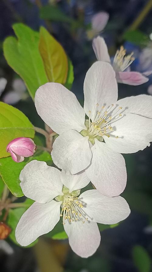 西府海棠花语代表什么含义？