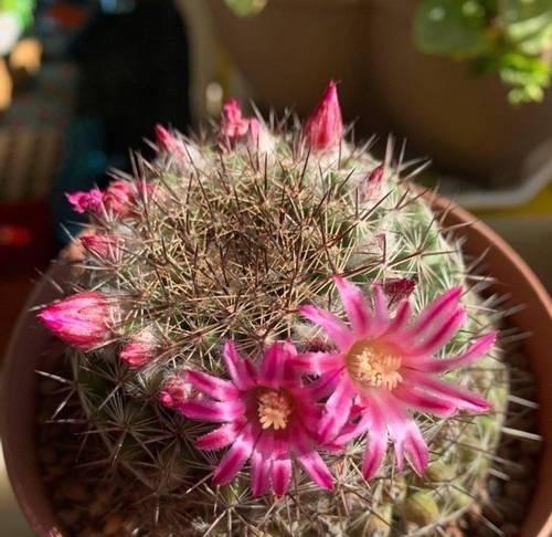 仙人球施肥促进开花的肥料是什么？