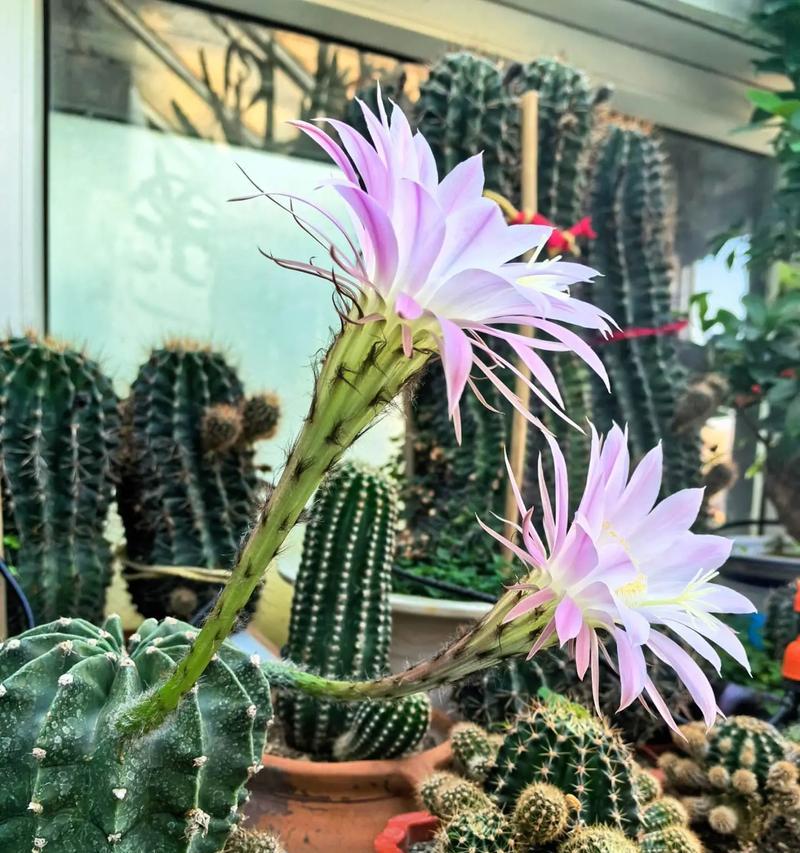 仙人球施肥促进开花的肥料是什么？