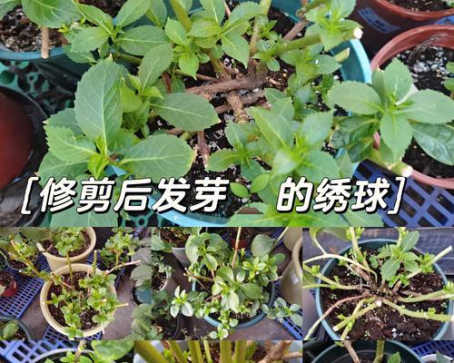君子兰剪秃后如何进行养护？有哪些注意事项？