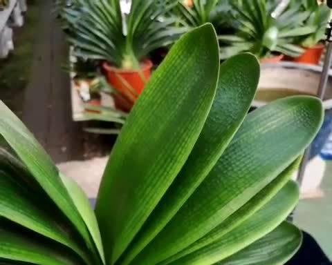 君子兰水晶的开花秘诀是什么？如何养护才能开花？