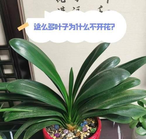 君子兰水晶的开花秘诀是什么？如何养护才能开花？