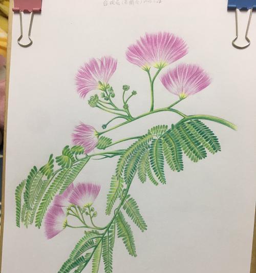 寻常的花代表了什么花语？