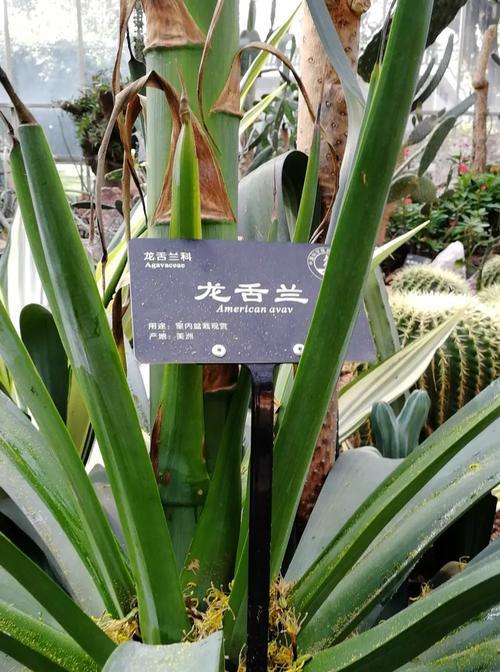 仙人掌蟹兰花开花的条件和养护方法是什么？