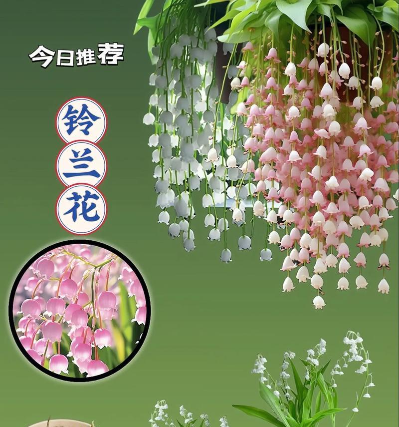 纯白铃兰的花语和寓意有何特别之处？