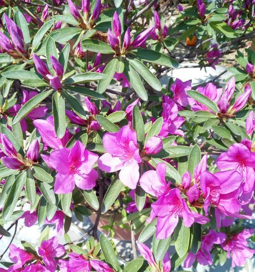 道具醉人的花语有何深意？它在不同场合下代表什么？