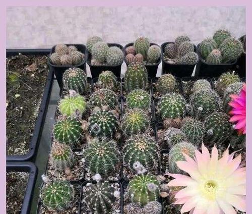 养仙人球有哪些禁忌和注意事项？
