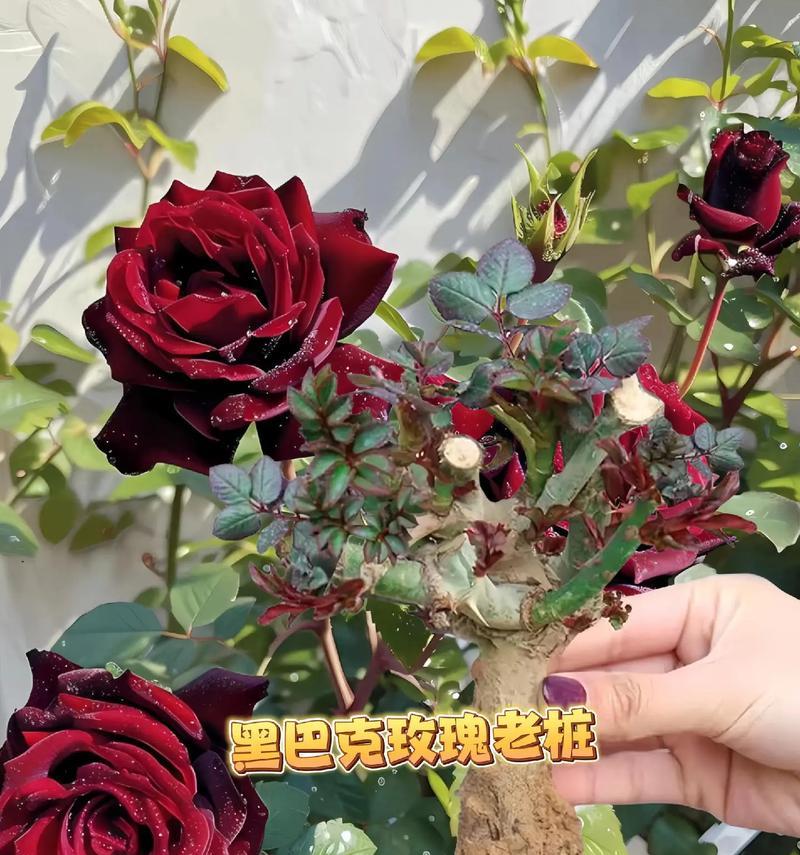 玫瑰花新老桩的养护技巧有哪些？