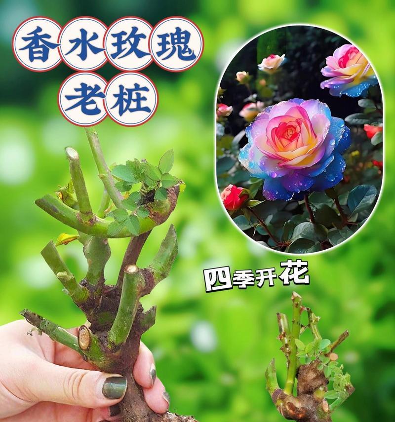 玫瑰花新老桩的养护技巧有哪些？