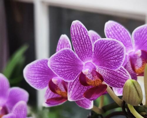 兰花的寓意与花语是什么？兰花有哪些特别的含义？