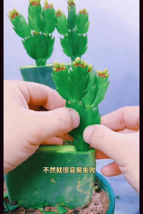 仙人球上面可以嫁接哪些植物？如何操作？