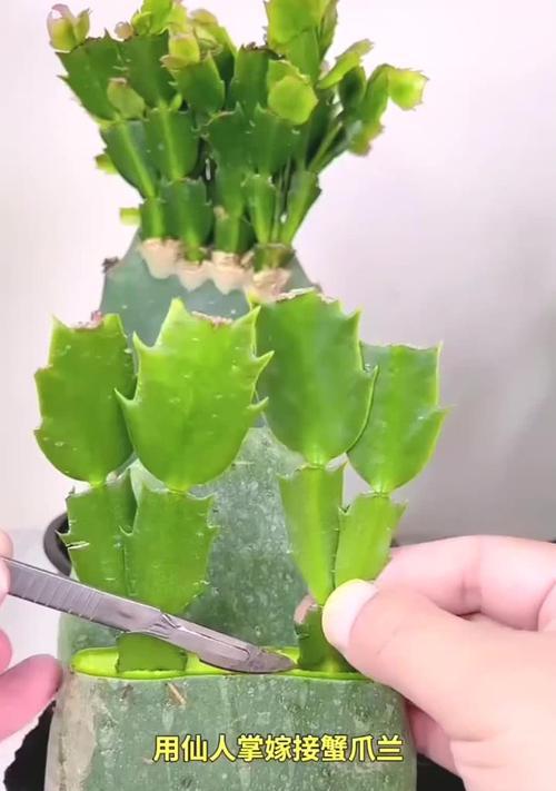 仙人球上面可以嫁接哪些植物？如何操作？