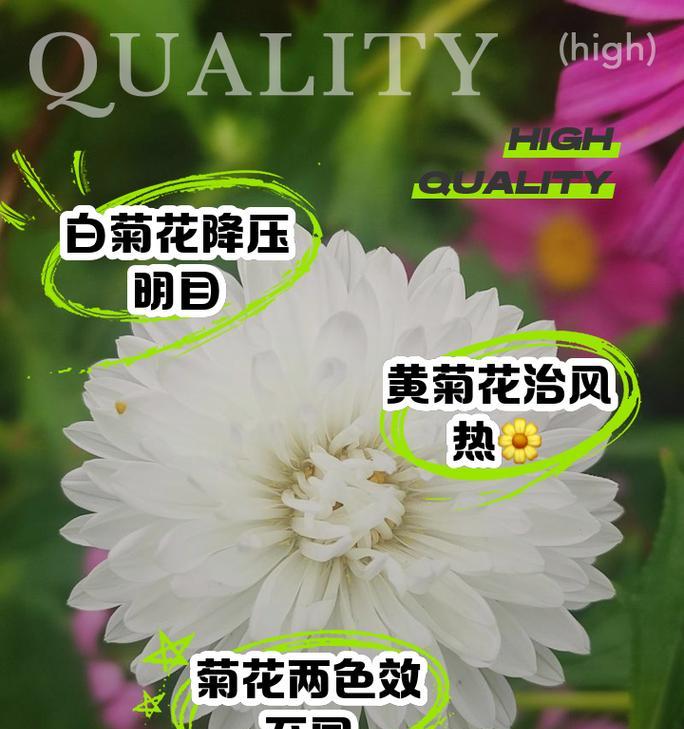 白玫瑰和菊花分别代表什么？