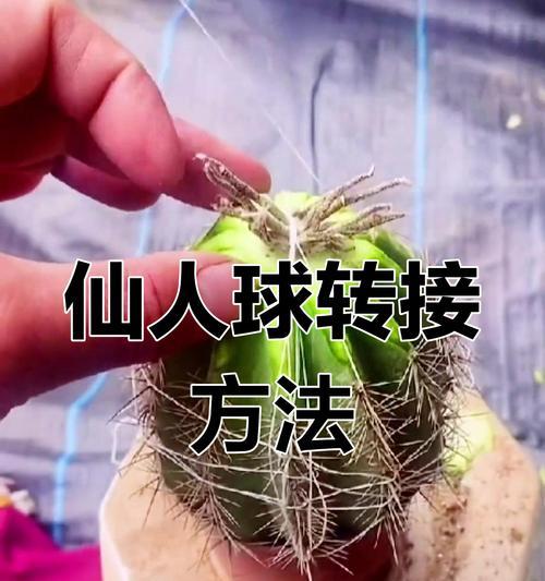 仙人球上面可以嫁接哪些植物？如何操作？