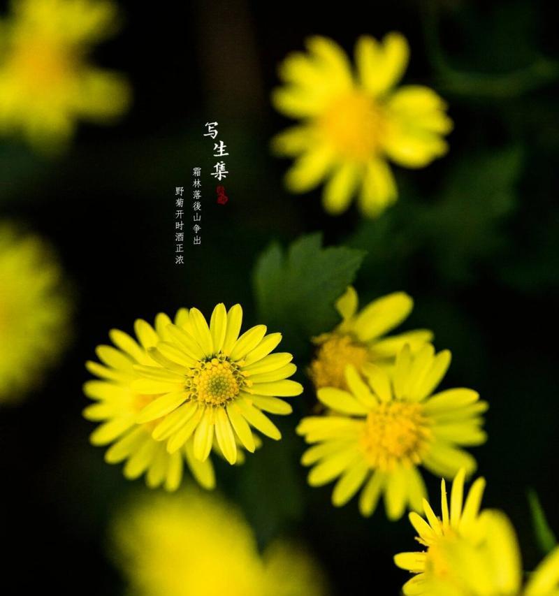 野菊的花语代表了哪些情感？