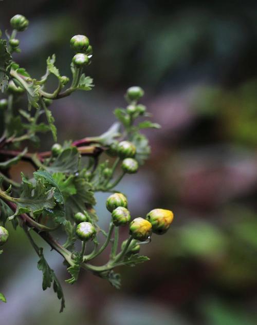 野菊的花语代表了哪些情感？