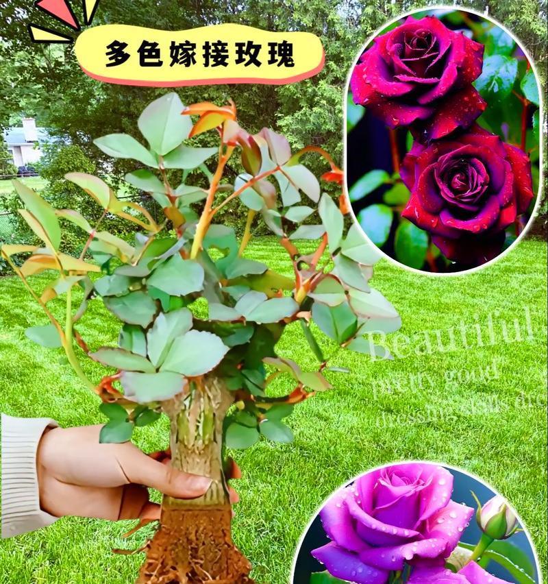 玫瑰花有哪些种植繁殖方法？哪种最有效？