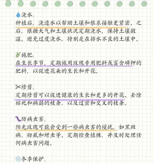 玫瑰花有哪些种植繁殖方法？哪种最有效？