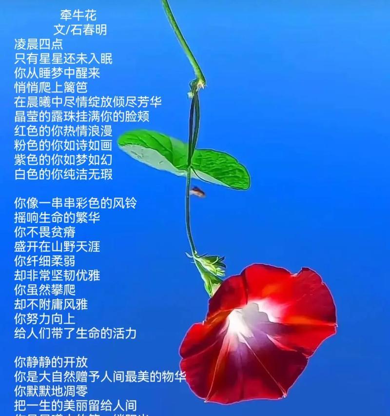 爱国花语的花是什么？它象征着什么？